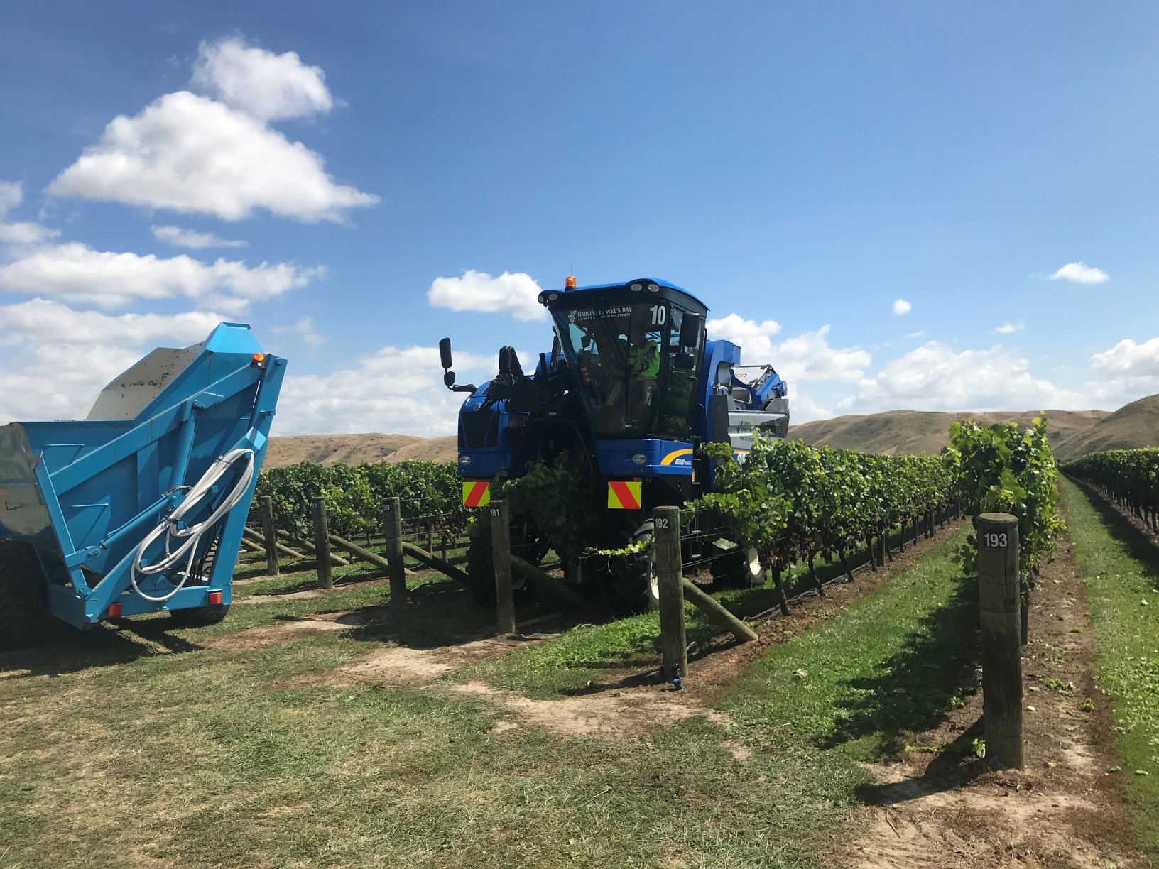 Grape Harvest 2021 - Apatu FarmsApatu Farms